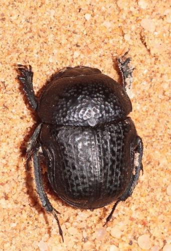 Gymnopleurus flagellatus
